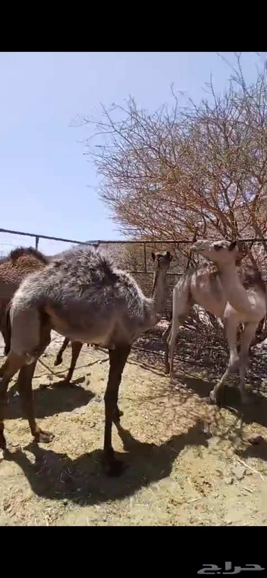 للبيع ثلاث قعدان64448341424643113