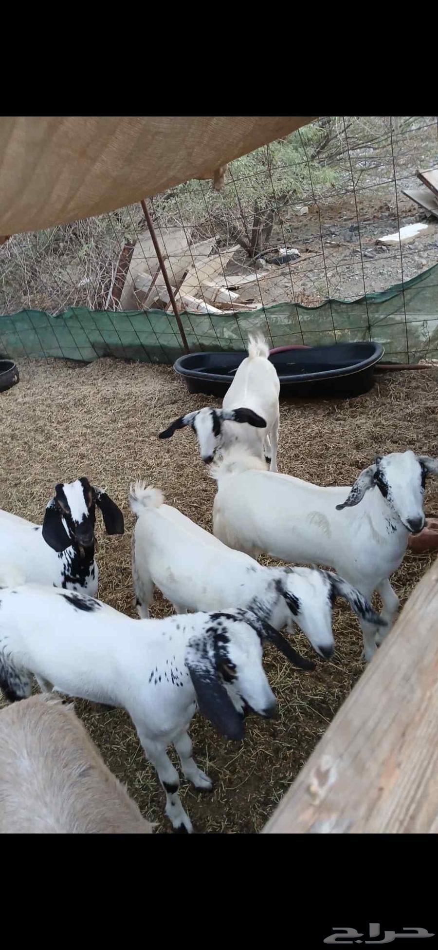 تيوس وجفار بيشيات64447785397890110