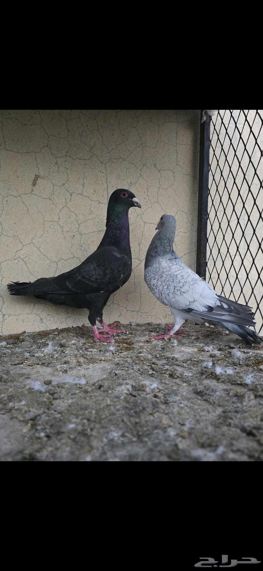 حمام جوز بارملي والذكر الي معه هجين مالتيز مع بارملي64449624644226111