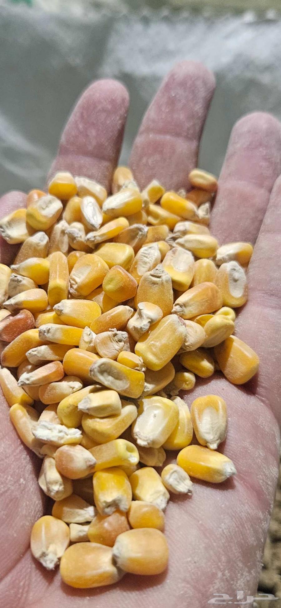 اعلاف علف ذرة صفراء وصويا سعر منافس والكمية محدودة64443533504770110