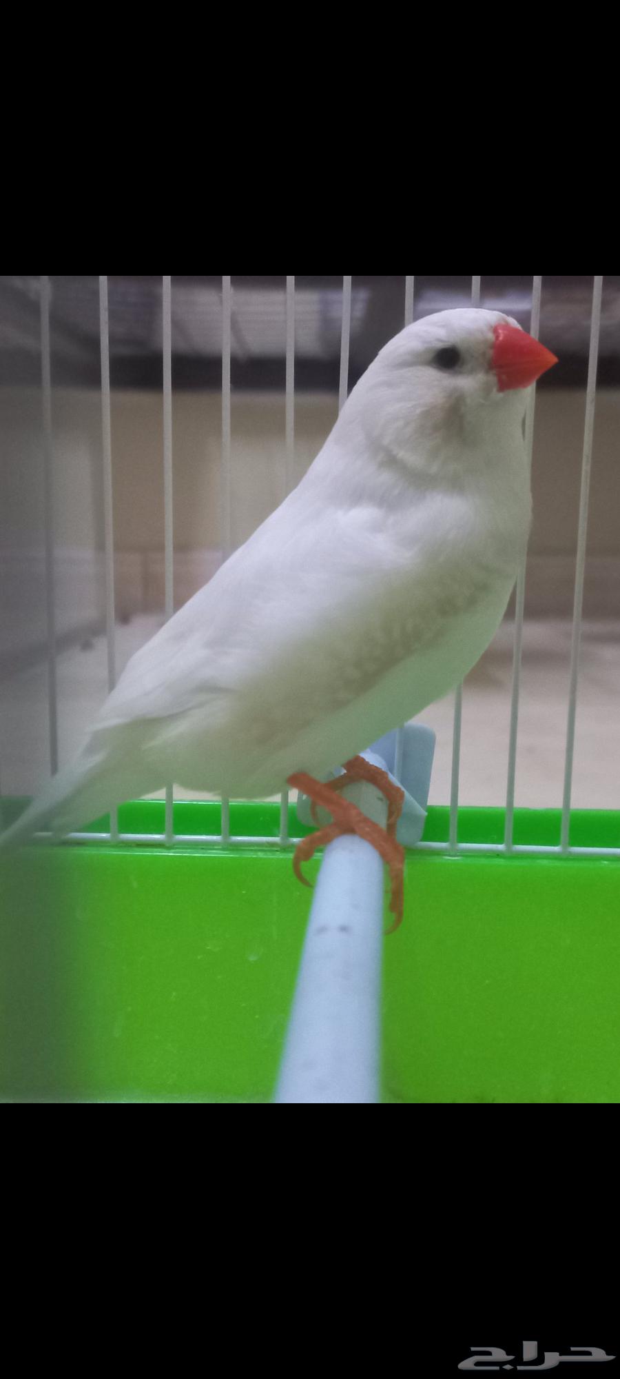 Zebra Split White (Sold)64449571238273112