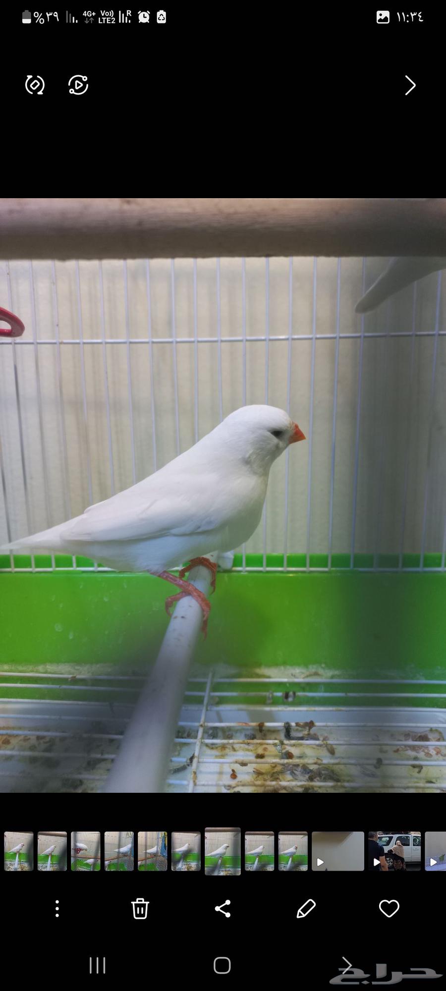 Zebra Split White (Sold)64449571238273111