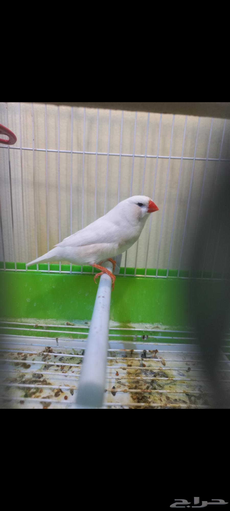 Zebra Split White (Sold)64449571238273113