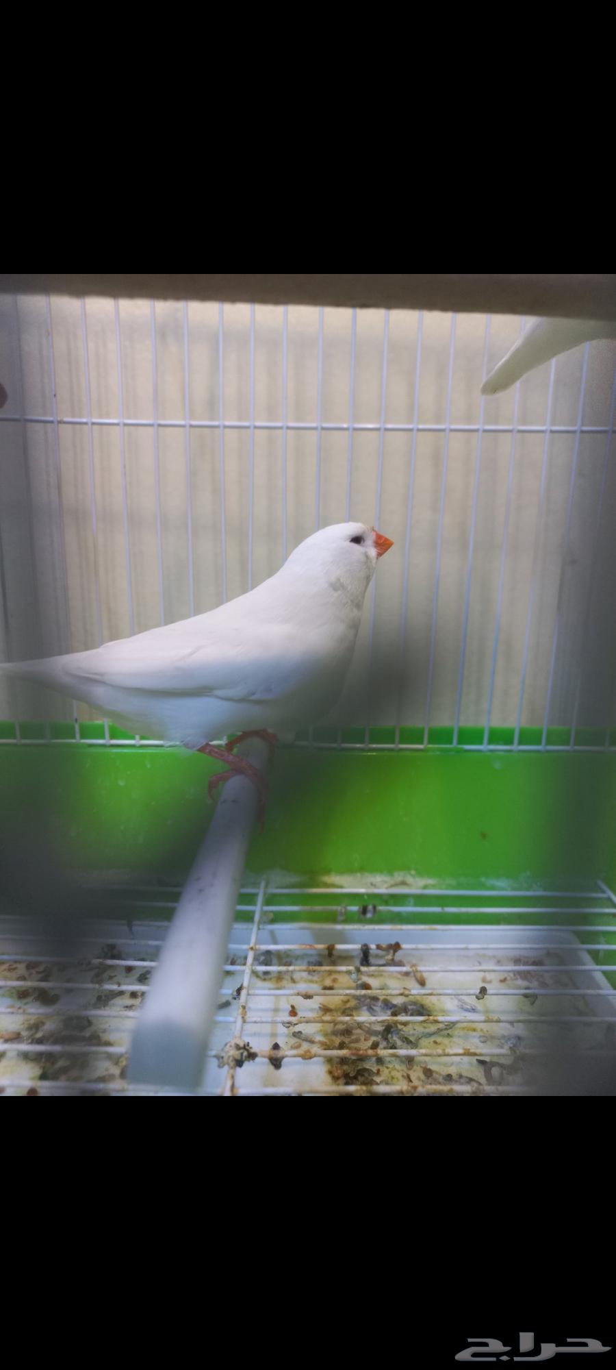 Zebra Split White (Sold)64449571238273110