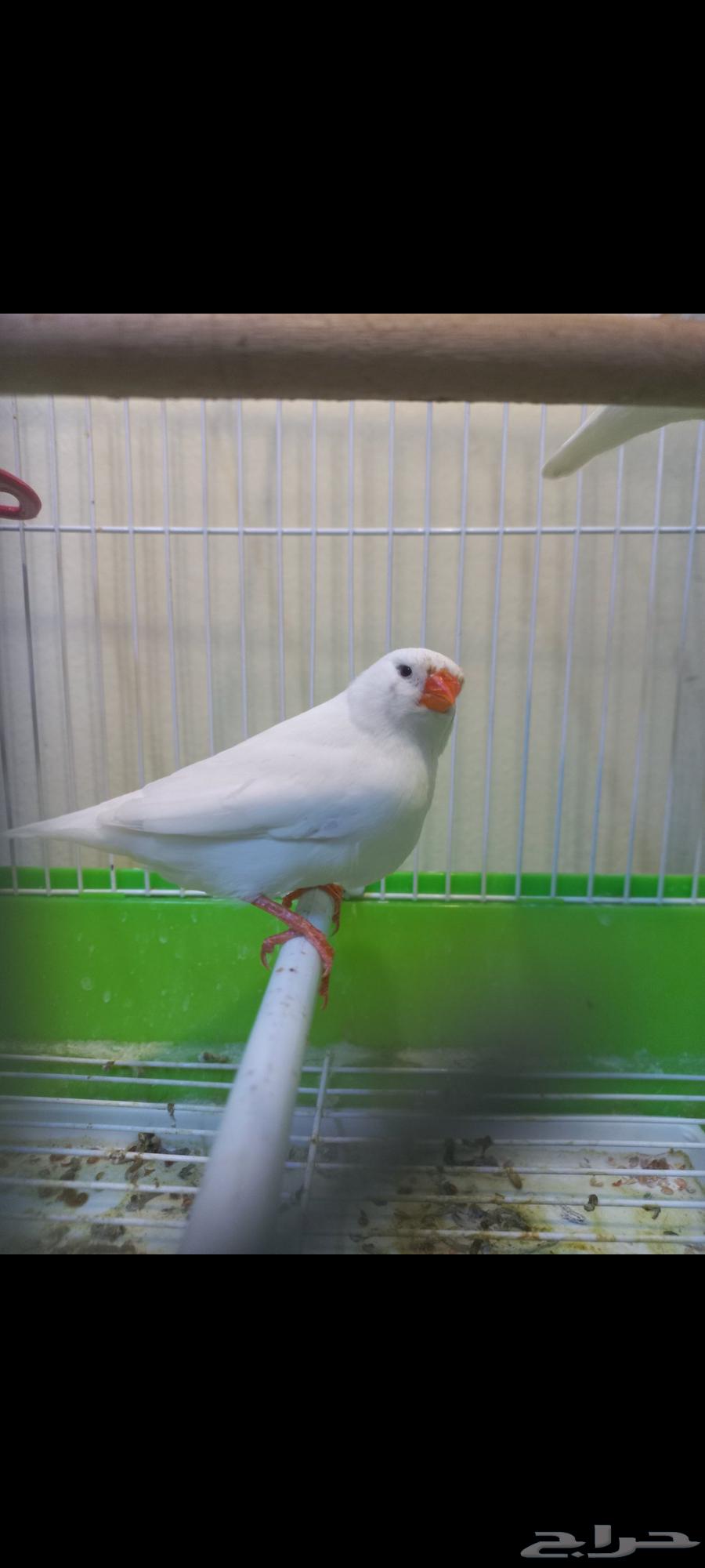 Zebra Split White (Sold)64449571238273114