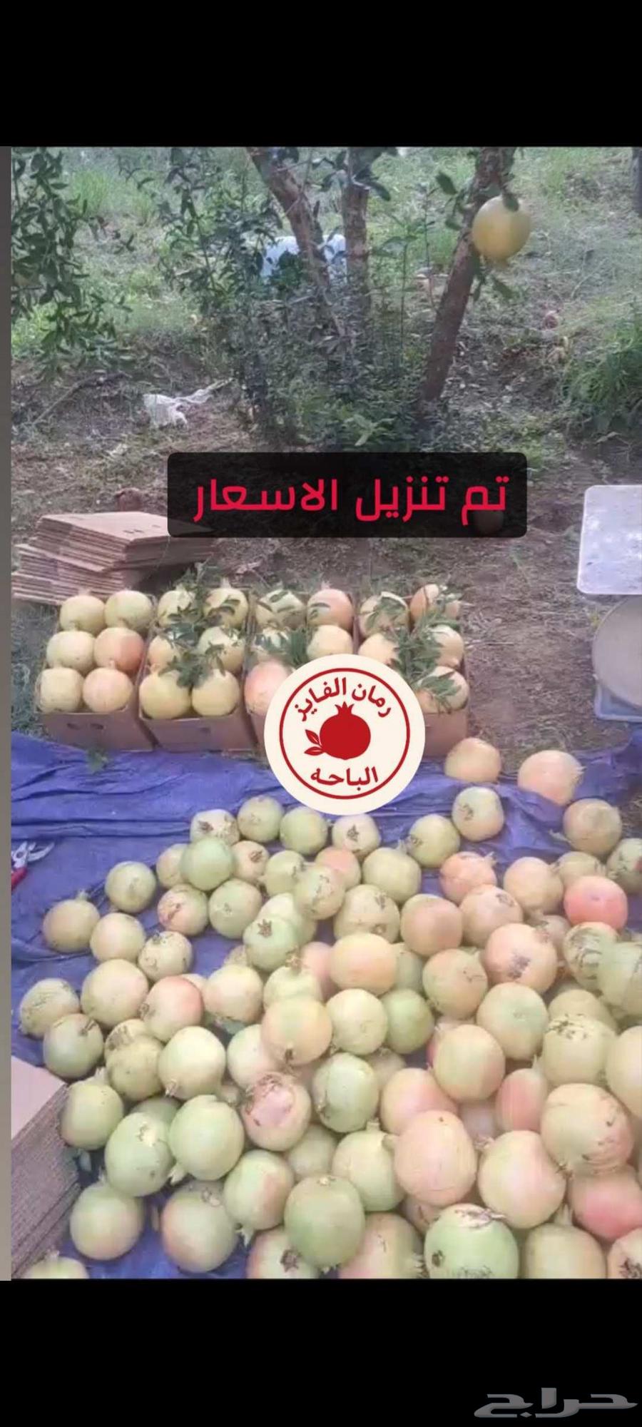 رمان بيده وتوصيل الي جميع أنحاء المملكة64445418488449111