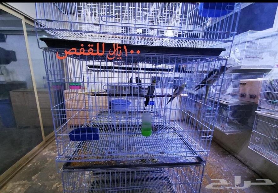 Cages and aviaries64445418317315112