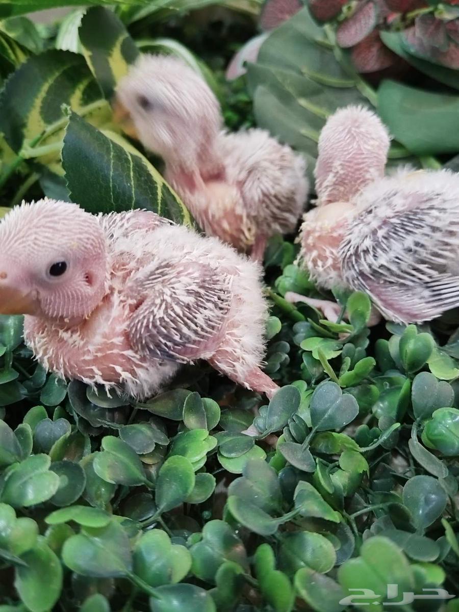 3 فروخ روز للبيع تم البيع64447256488193114