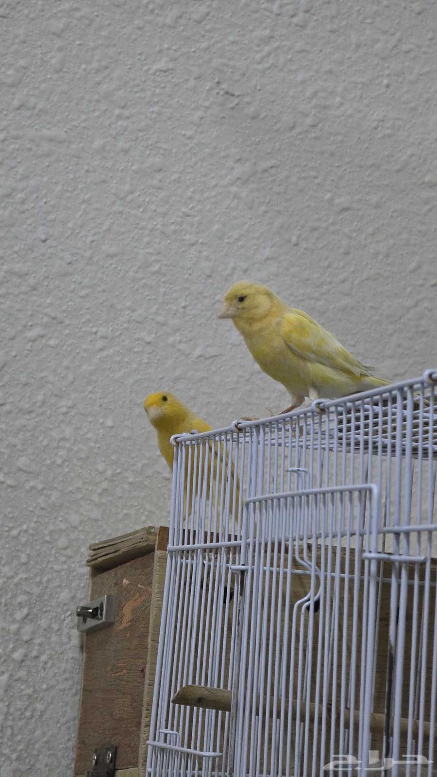 زوج كناري للبيع64448328414081110