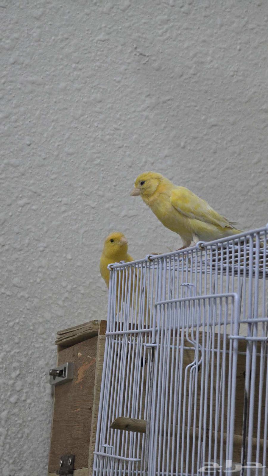 زوج كناري للبيع64448328414081111