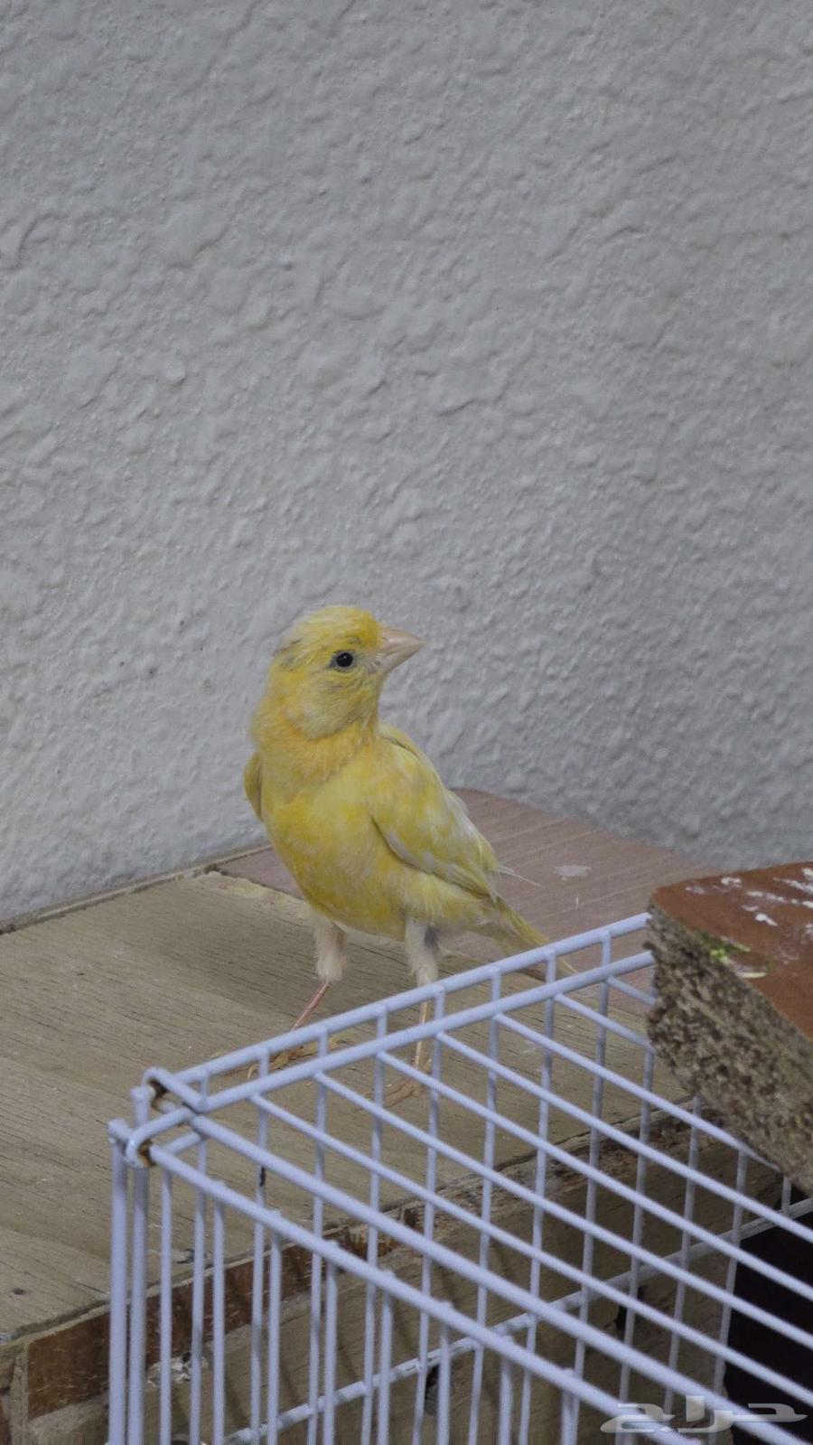 زوج كناري للبيع64448328414081113