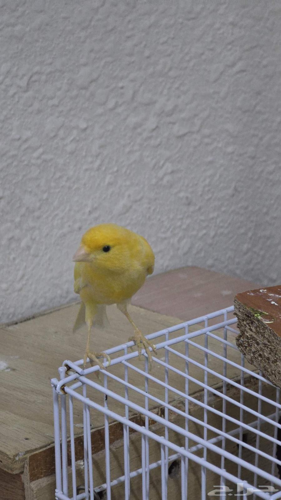 زوج كناري للبيع64448328414081112