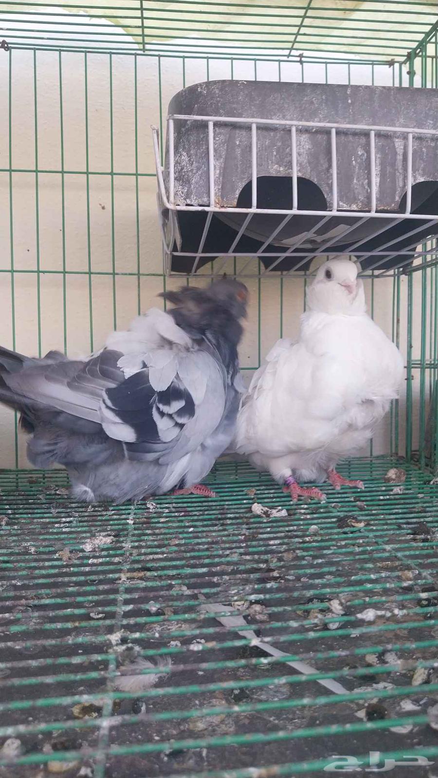 Kashkai couple64449034168833113