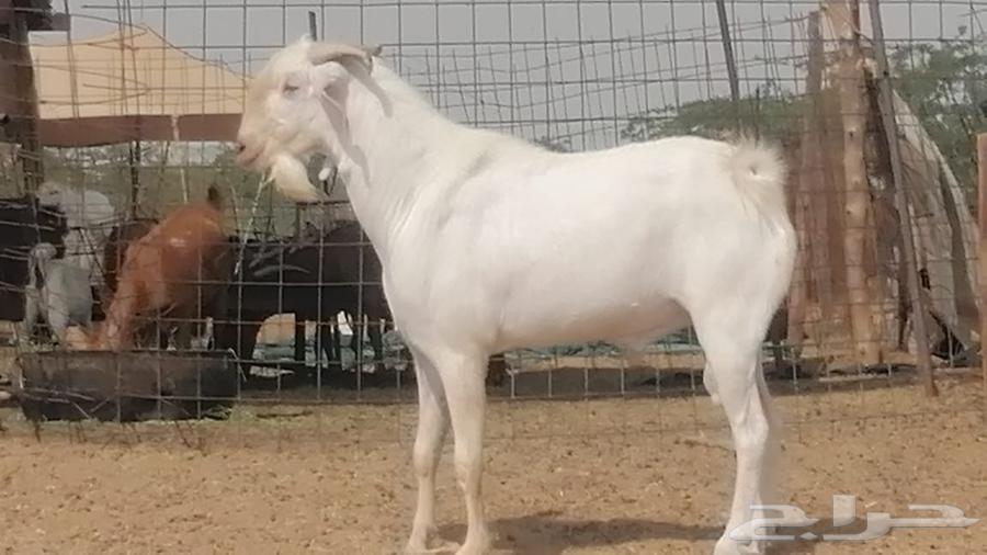 فحل بيشي ابرص مشروط ومنتج من مراحى64448447358721114