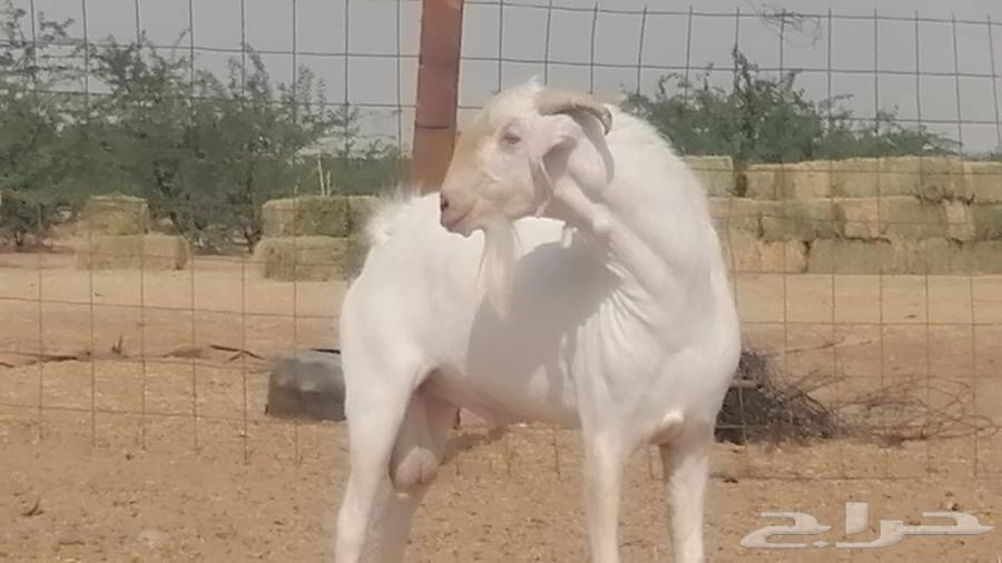 فحل بيشي ابرص مشروط ومنتج من مراحى64448447358721113