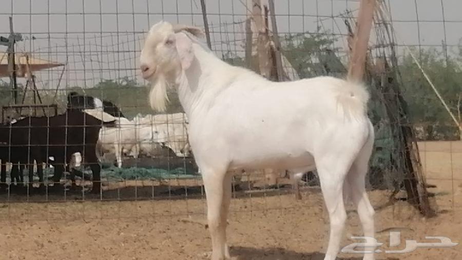 فحل بيشي ابرص مشروط ومنتج من مراحى64448447358721112