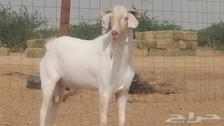 فحل بيشي ابرص مشروط ومنتج من مراحى64448447358721110