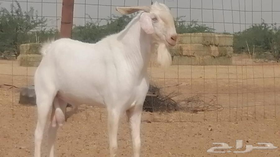 فحل بيشي ابرص مشروط ومنتج من مراحى64448447358721111