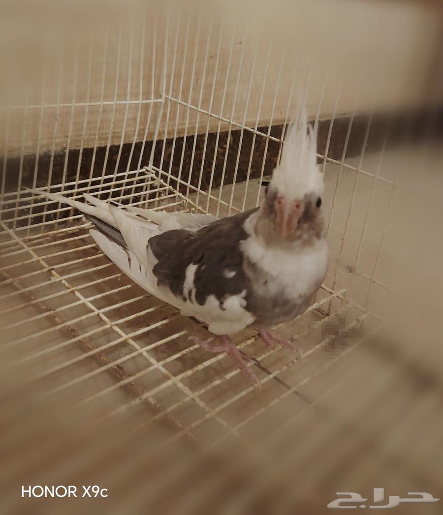 ذكر كروان هولندي للبيع64448967638659112