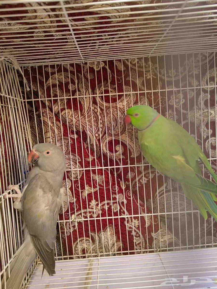 جوز دره منتج64446430437634112