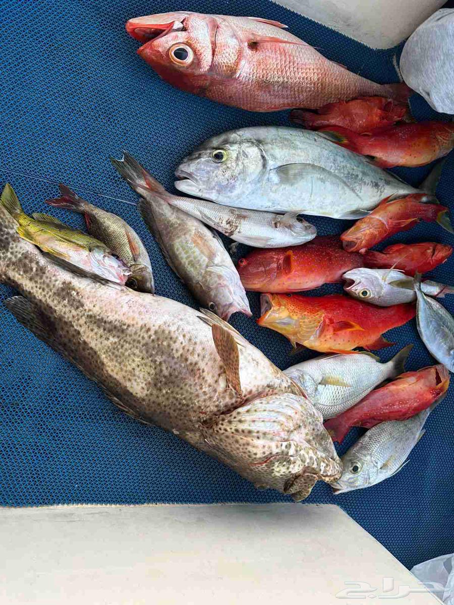 كبتن محمد للرحلات الخور وصيد وبياض64445445531138113