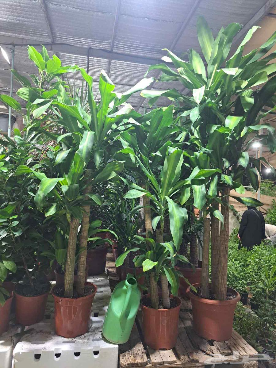 مشتل زهور وتايل صناعي64448341507201112