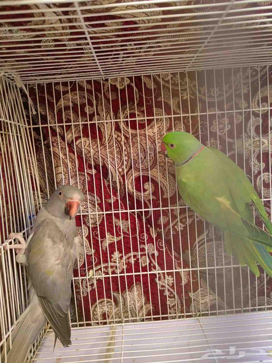 جوز دره منتج64446430437634110