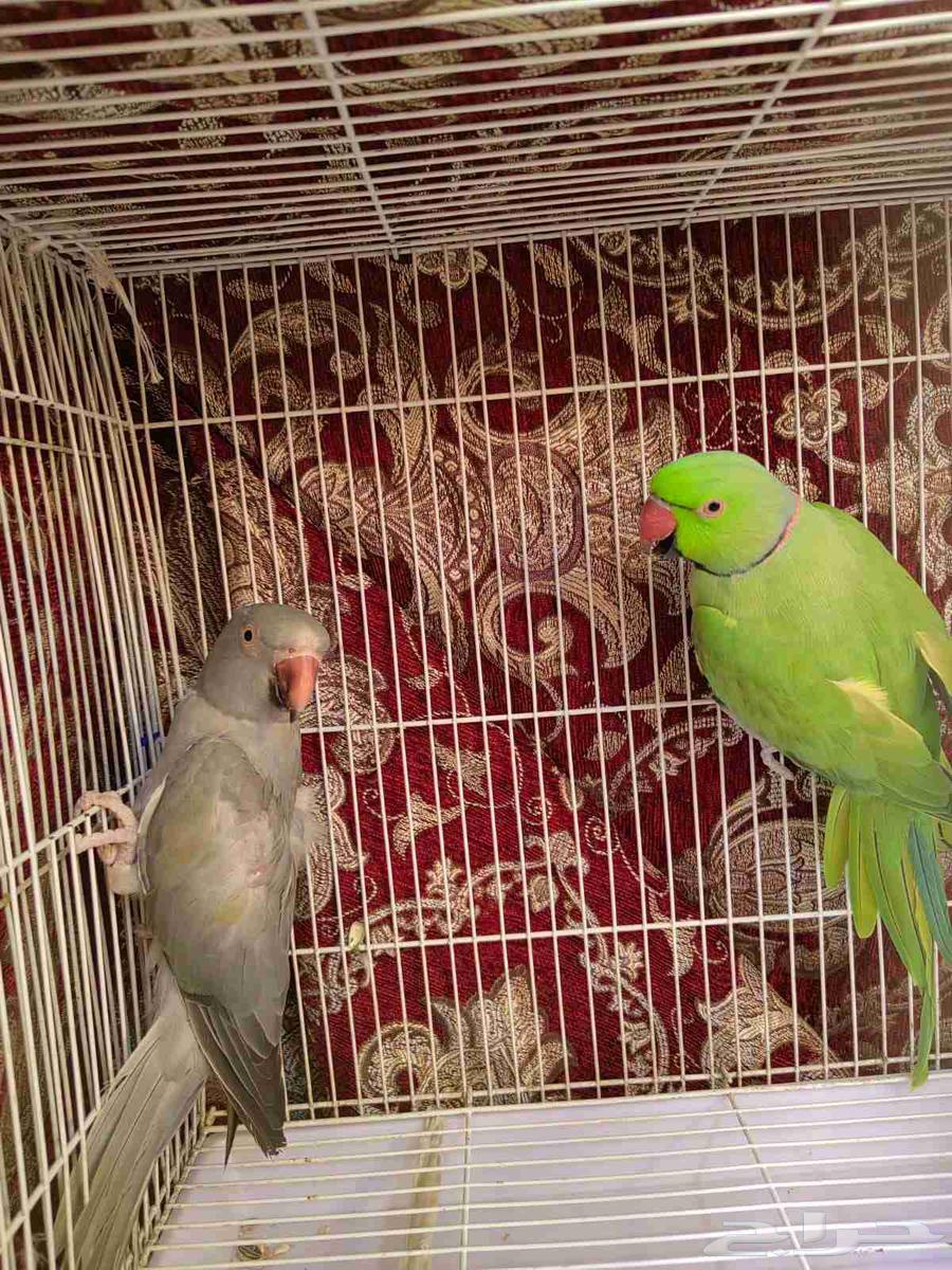 جوز دره منتج64446430437634111