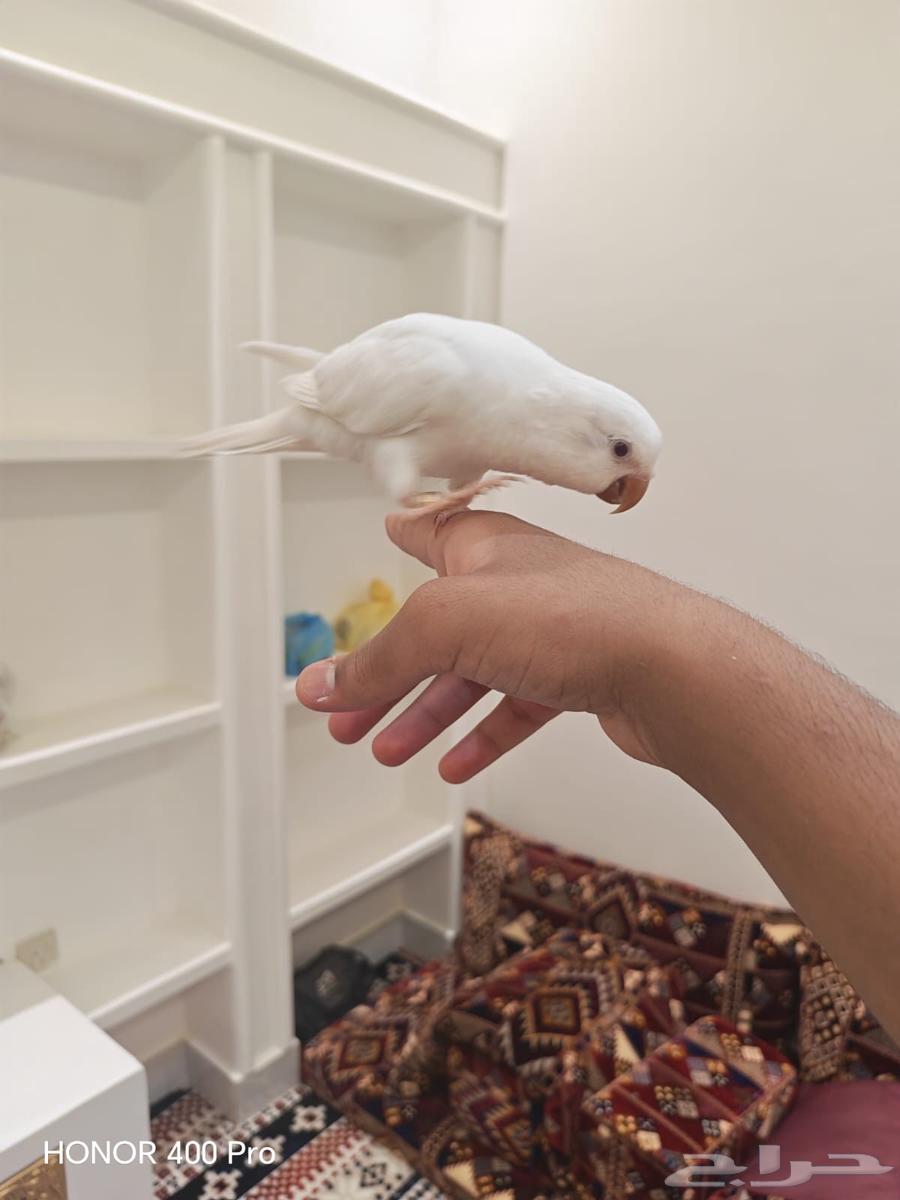 كويكر البينو اليف و متكلم((تم البيع))64449783571585112