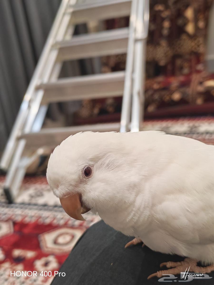 كويكر البينو اليف و متكلم((تم البيع))64449783571585110