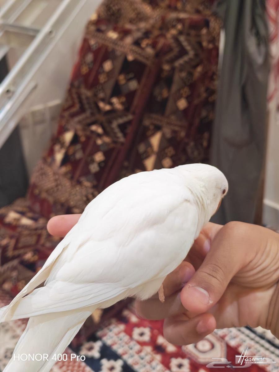 كويكر البينو اليف و متكلم((تم البيع))64449783571585113