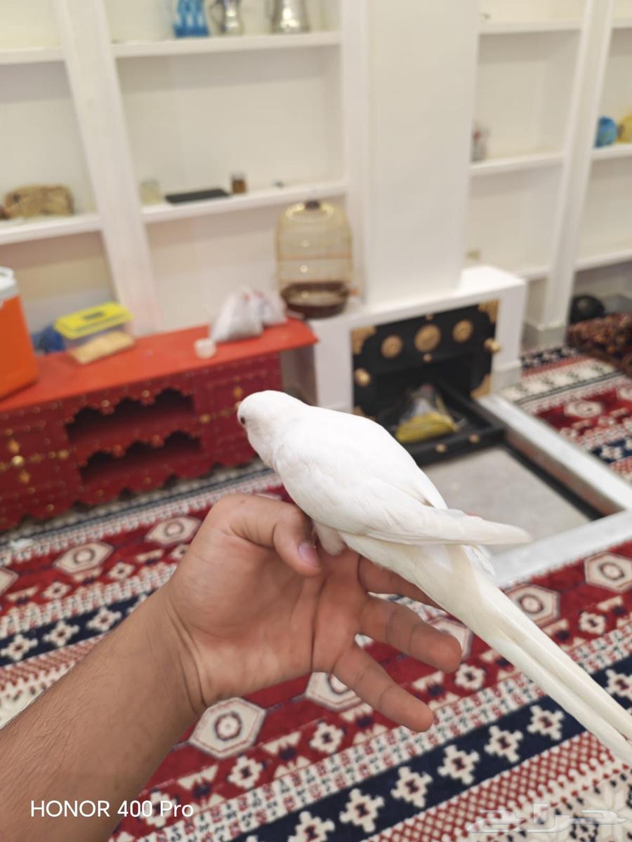 كويكر البينو اليف و متكلم((تم البيع))64449783571585111