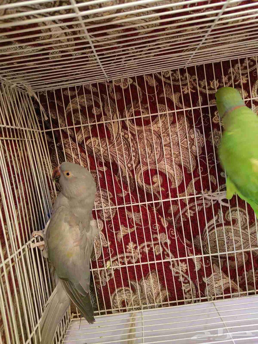 جوز دره منتج64446430437634113