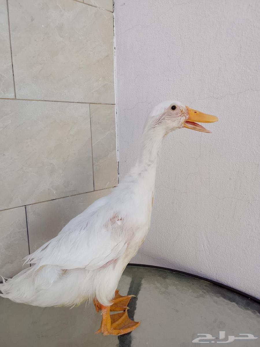Hello, I have a duck for sale64446162423681110