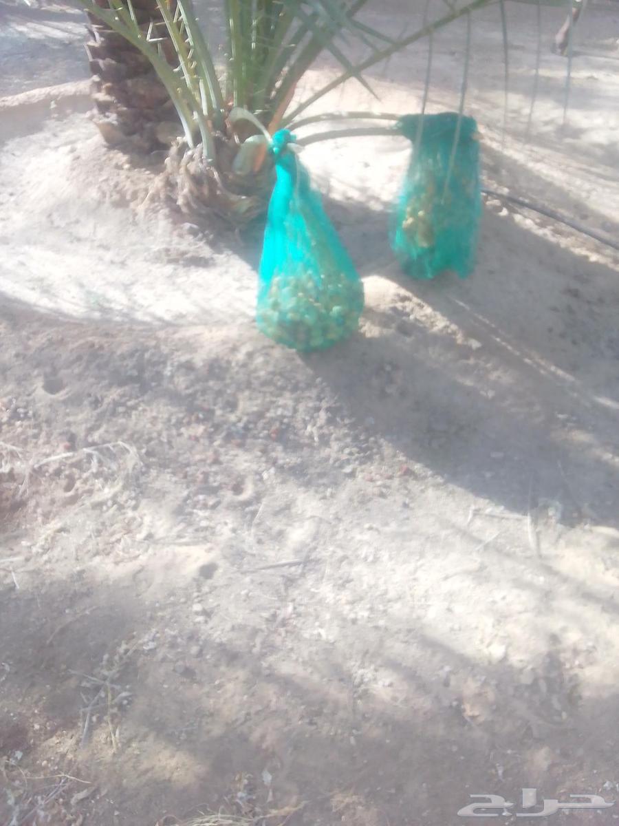 Palm trees64447122619139110