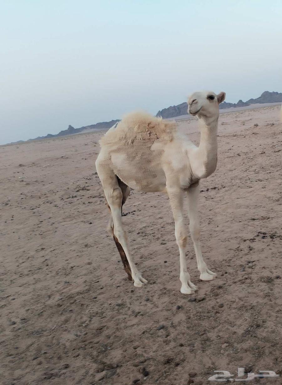 للبيع قعود باتلي له 6شهور ابوه على بويضان ابوعجاريد وامه طيب64448980823555110