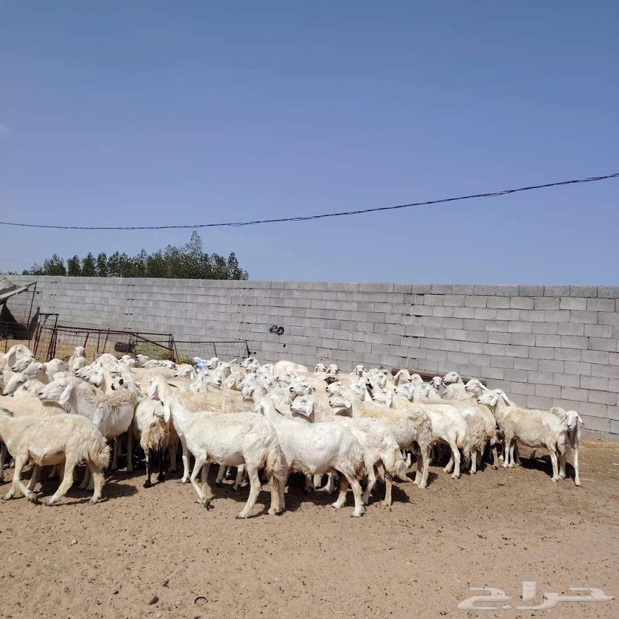 In the name of Allah, what Allah willed, we present for sale Harish sheep from Hurayth, grazing sheep64446523174529113