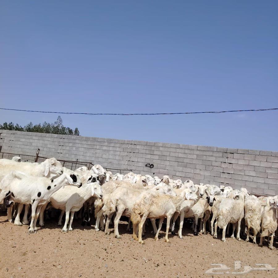 In the name of Allah, what Allah willed, we present for sale Harish sheep from Hurayth, grazing sheep64446523174529111