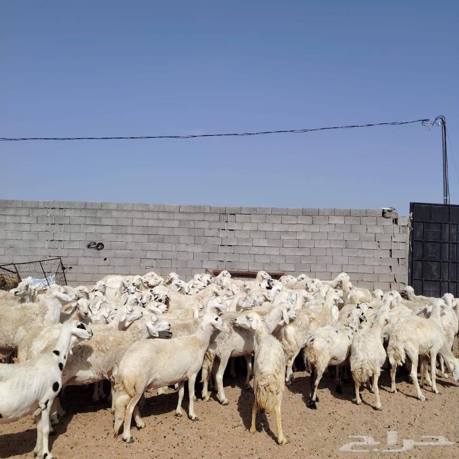 In the name of Allah, what Allah willed, we present for sale Harish sheep from Hurayth, grazing sheep64446523174529114