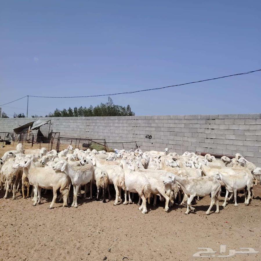 In the name of Allah, what Allah willed, we present for sale Harish sheep from Hurayth, grazing sheep64446523174529112