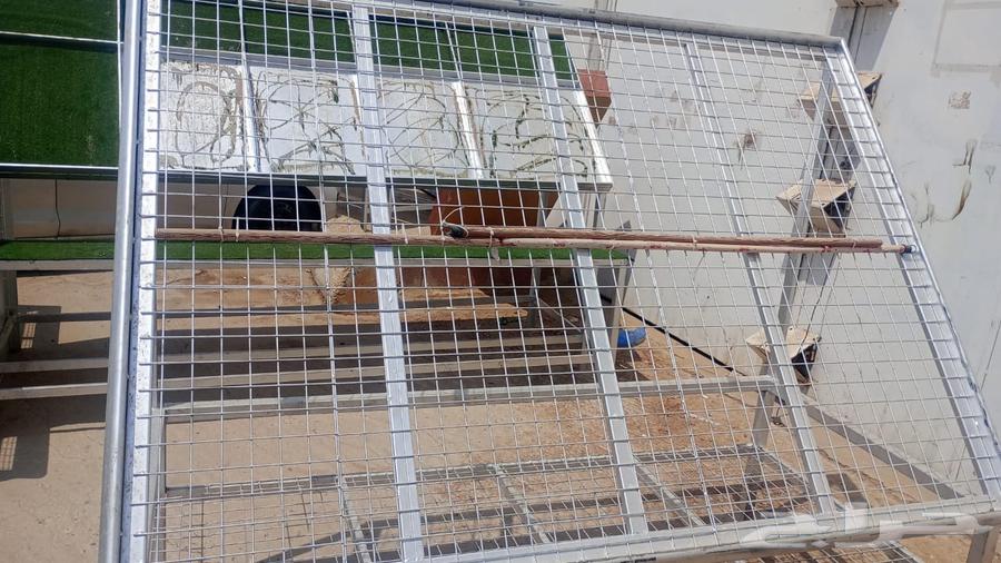 للبيع العدد خمس طاولات او استندات خضار   البيع مستع64444903283202111