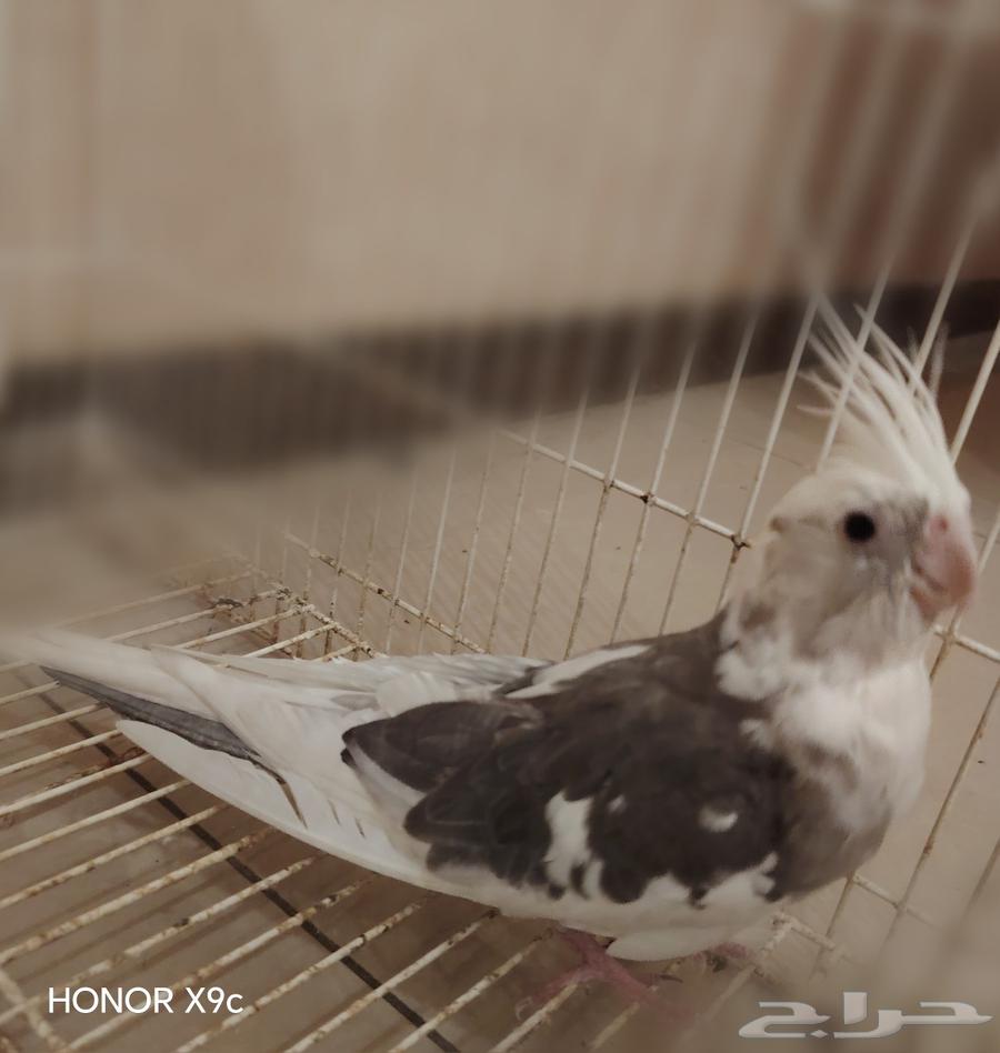 ذكر كروان هولندي للبيع64448967638659111