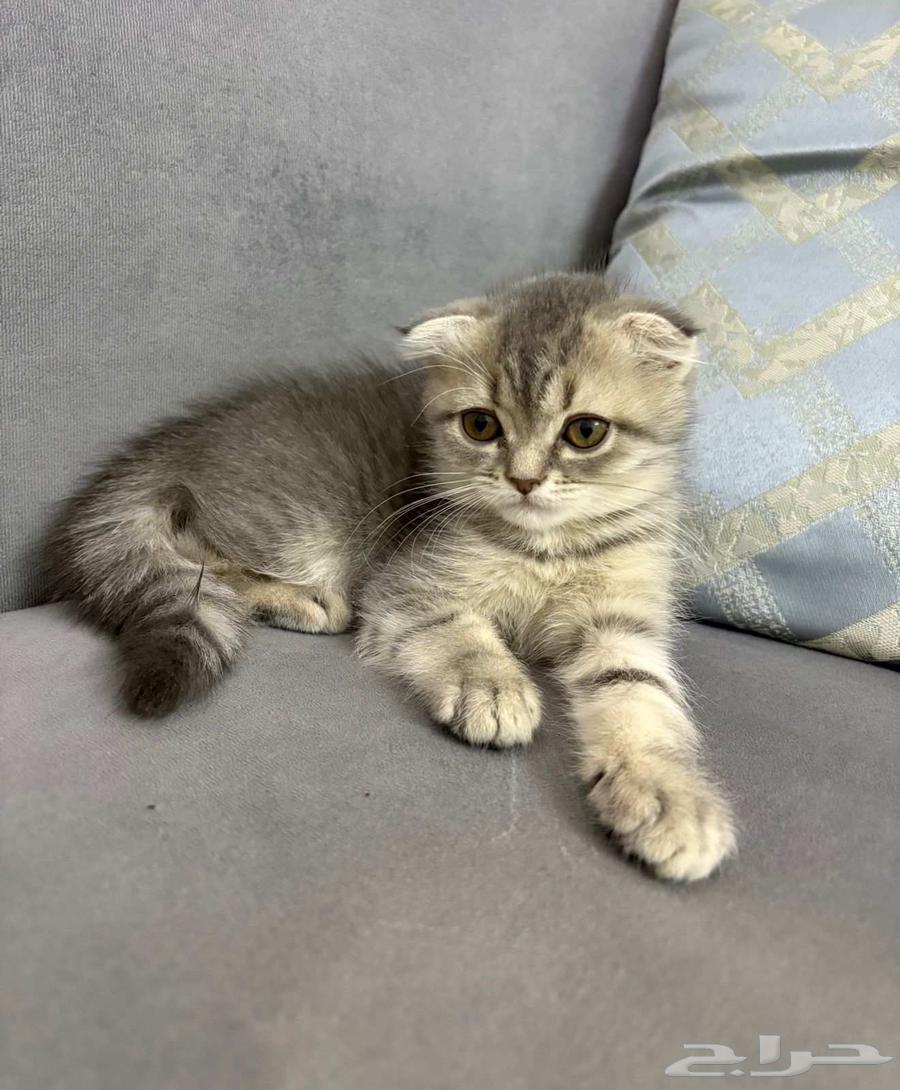 قطط كتن سكوتش للبيع64445336969091110