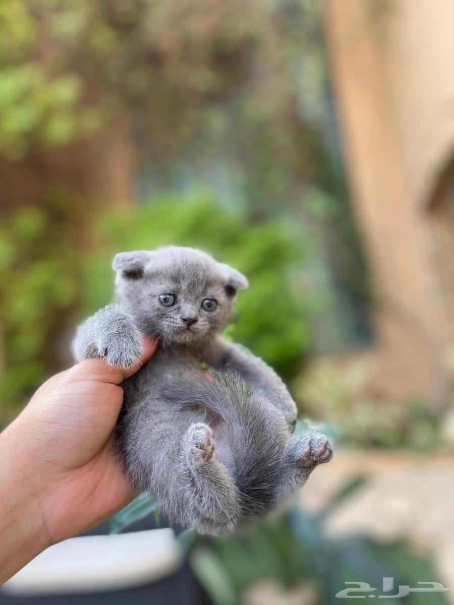 High-level Scottish Fold kittens for sale, no breeding allowed64443856742914111