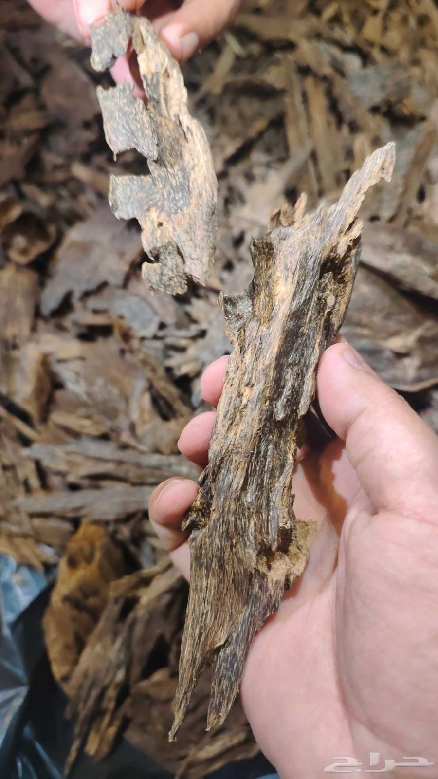 كلمنتان بونتيانك64443317404033111