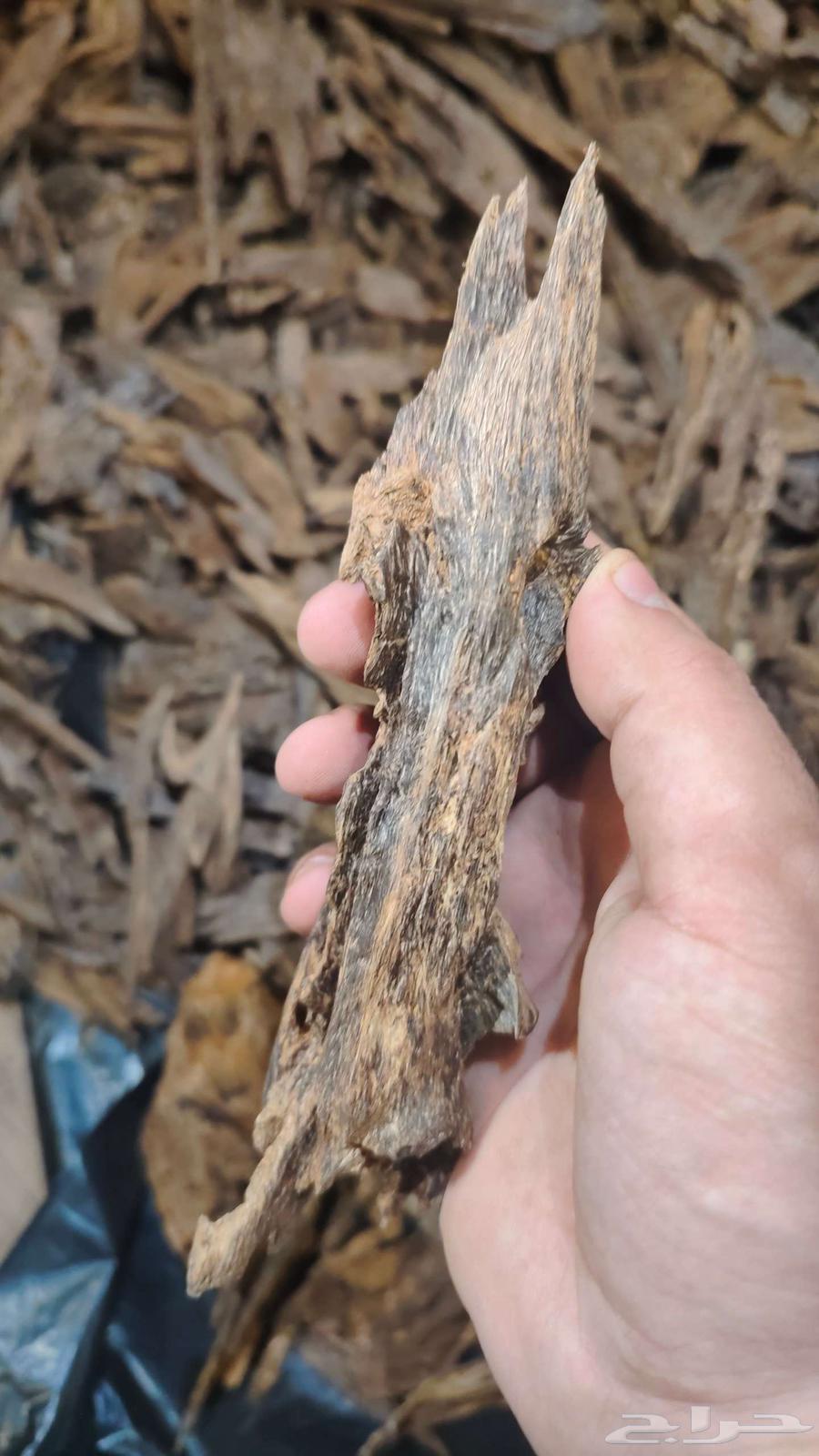 كلمنتان بونتيانك64443317404033112