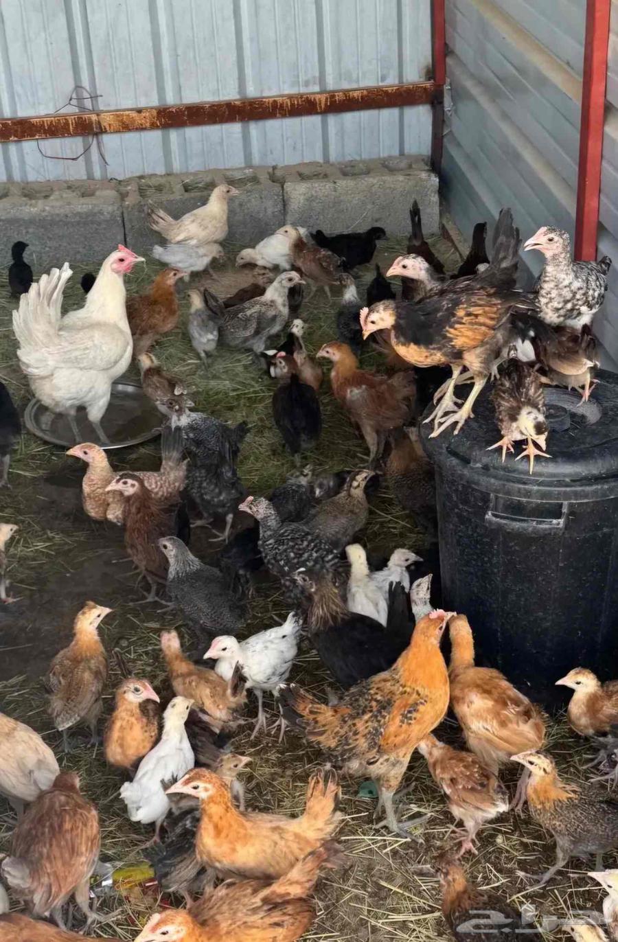 Roosters, quails, and ducks required in Al-Ajwad neighborhood64443802894721110