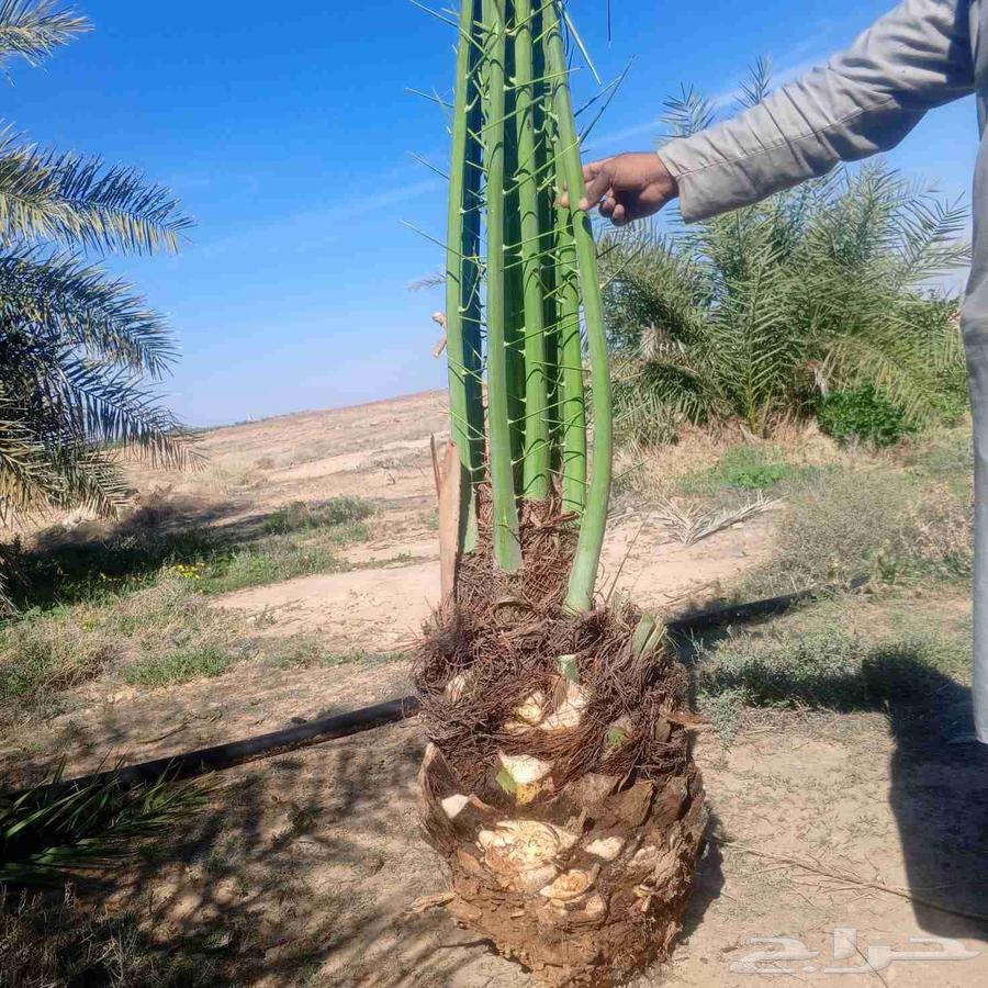 Palm trees64447122619139114