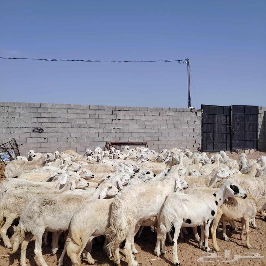 In the name of Allah, what Allah willed, we present for sale Harish sheep from Hurayth, grazing sheep64446523174529110