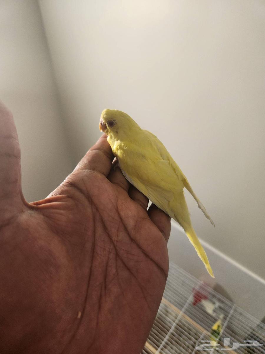 فرخ بادجي أصفر (لاتينو) عيون حمراء - 30 ريال64444311977602111